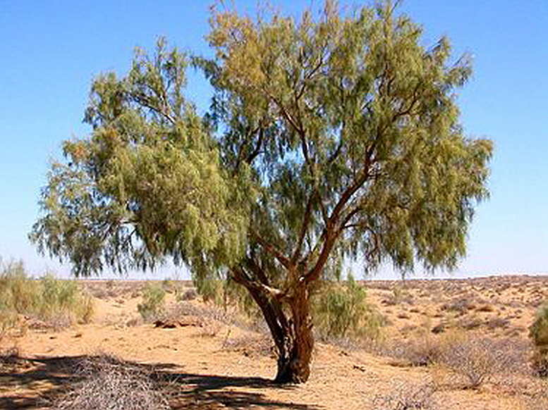 NQyzyl-Qum-Desert-landscape.JPG