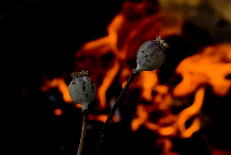newhead-poppy-opium-plant.jpg