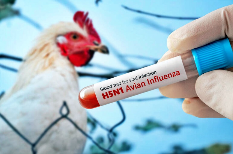 N202412_SCOR_LH_EV_H5N1_Bird_Flu_header.jpg