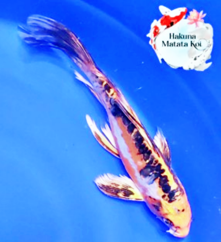 NScreenshot 2025-10-02 at 16.07.30.png